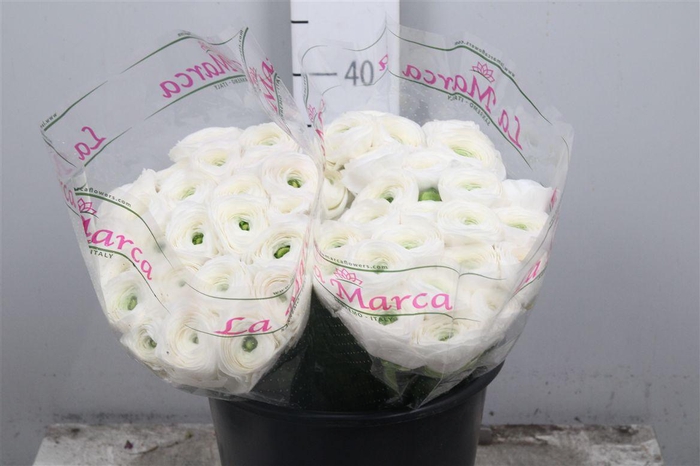 <h4>Ran Cl Su Siberia Ex</h4>