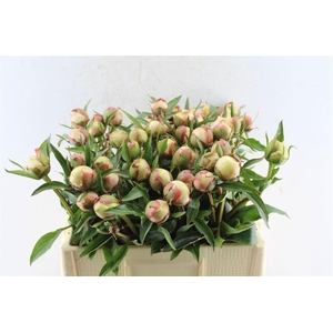 Paeonia L Alertie
