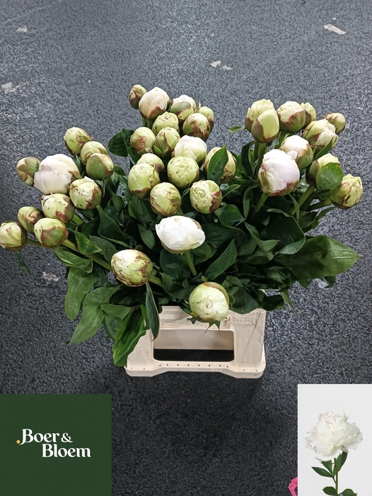 <h4>PAEO L ODILE</h4>