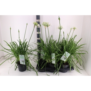 AGAPA SUMMER LOVE WH