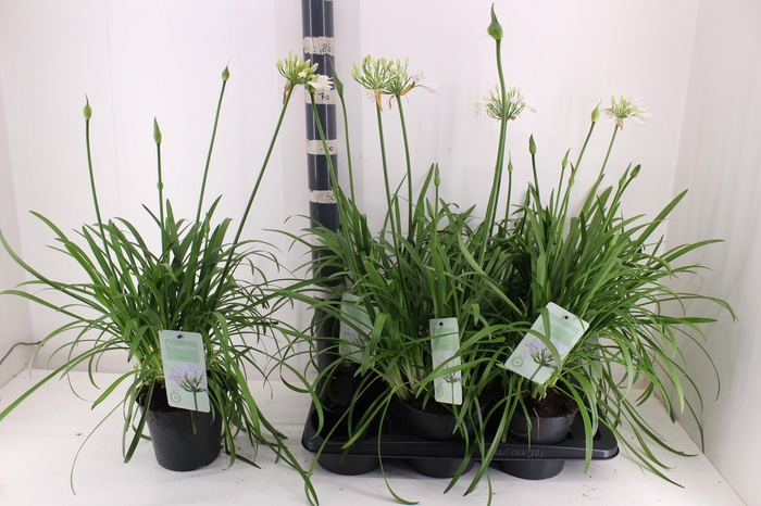 <h4>Agapa Summer Love Wh</h4>