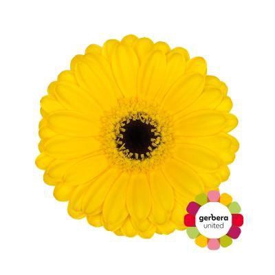 <h4>Germini Pacman Half doos</h4>