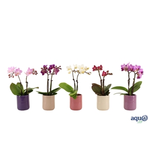 Morgan Charm Mix Tiny Dolls Mix 2T10+ Aqu@