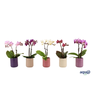 Morgan Charm Mix Tiny Dolls Mix 2T10+ Aqu@