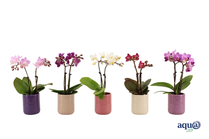 <h4>Morgan Charm Mix Tiny Dolls Mix 2T10+ Aqu@</h4>