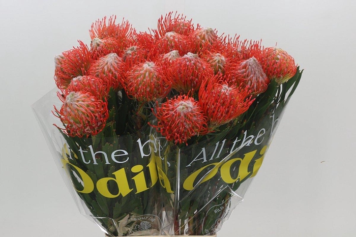 <h4>Nutans Tango</h4>