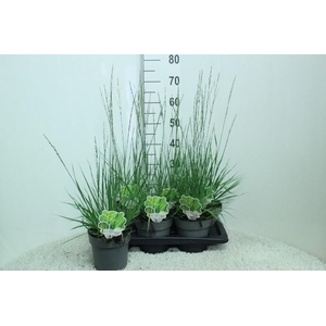 Molinia Caerulea Heidebraut
