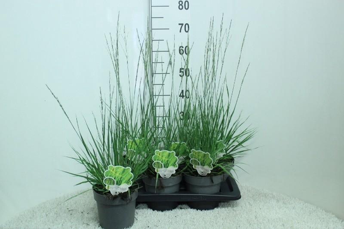 <h4>Molinia Caerulea Heidebraut</h4>