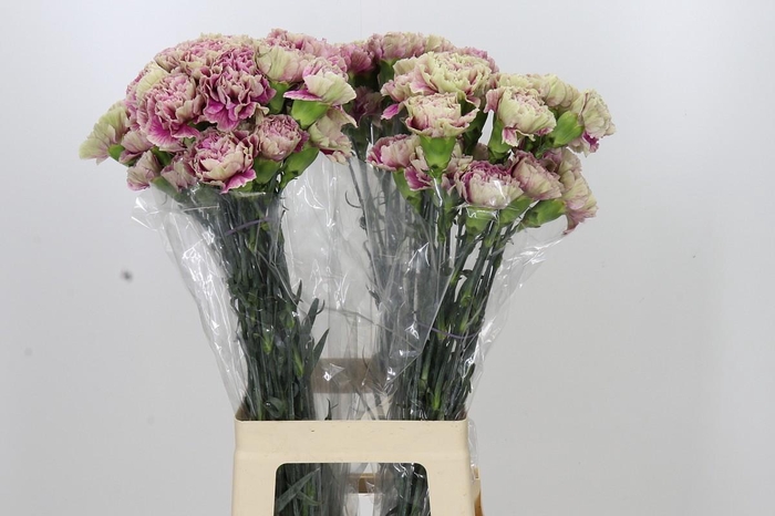 <h4>Dianthus St Antigua</h4>
