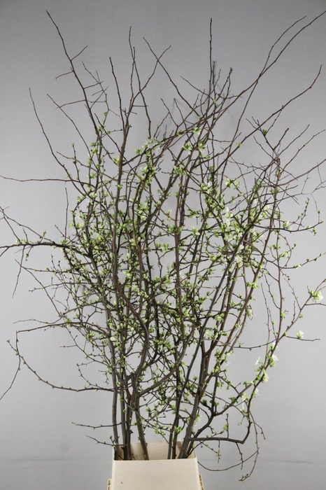 <h4>CHAENOMELES SUPERBA WHITE EXTRA  200CM</h4>