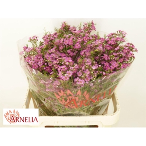 Chamelaucium Purple Rain