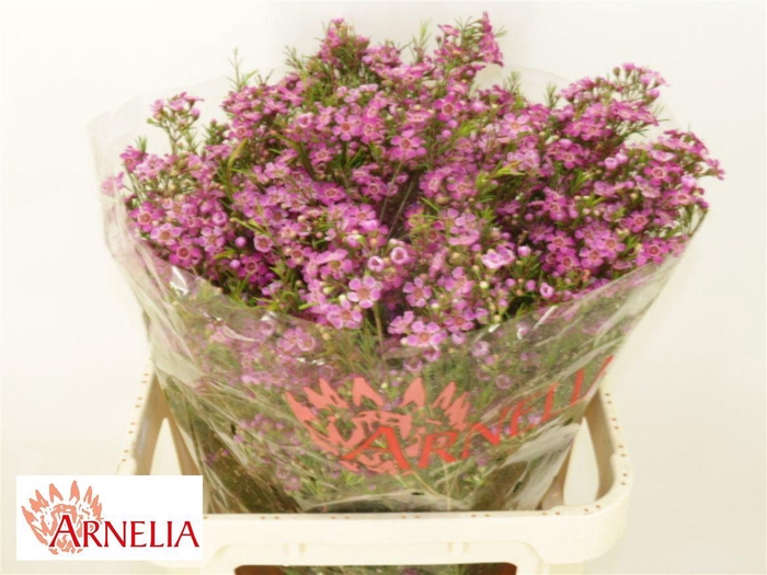 <h4>Chamelaucium Purple Rain</h4>