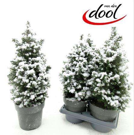 Cham Th Top Point + Snow