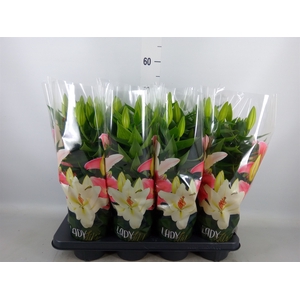 Lilium ori.  'After Eight'