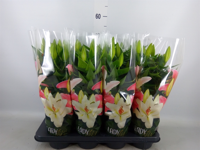 <h4>Lilium ori.  'After Eight'</h4>