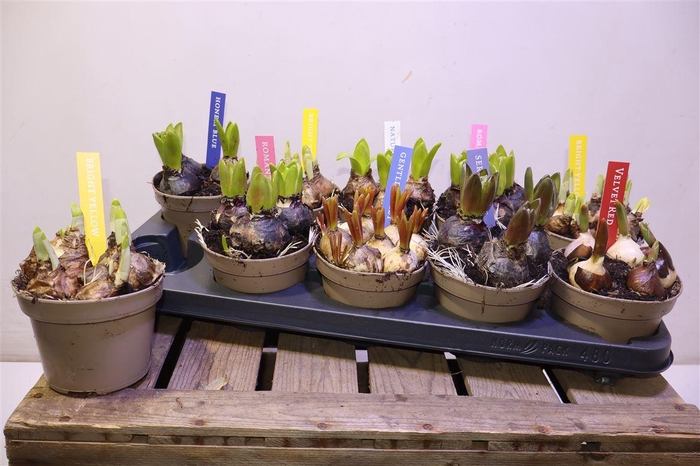 <h4>arr8 Bolbloemen Gem</h4>