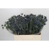 Eryngium Blue Dynamite