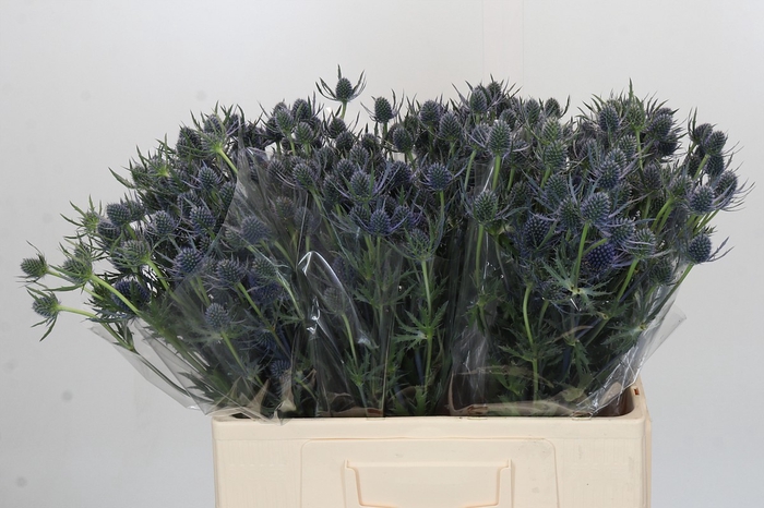 Eryngium Blue Dynamite