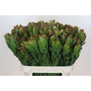 Leucad Saf Goldstrik