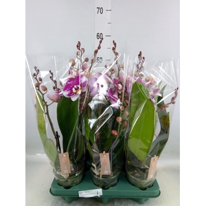 Phalaenopsis   ...red