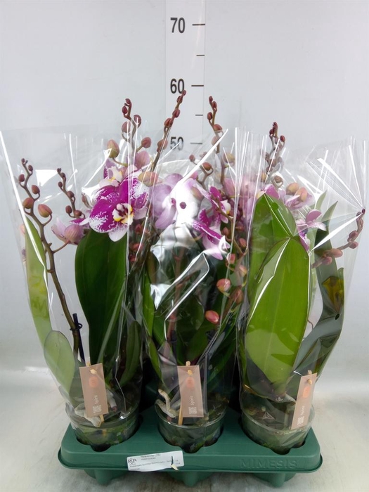 <h4>Phalaenopsis   ...red</h4>