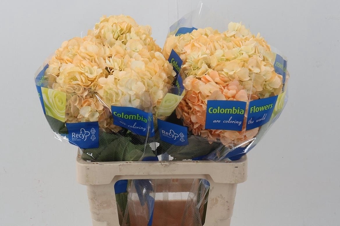 <h4>Hydr Vanilla</h4>