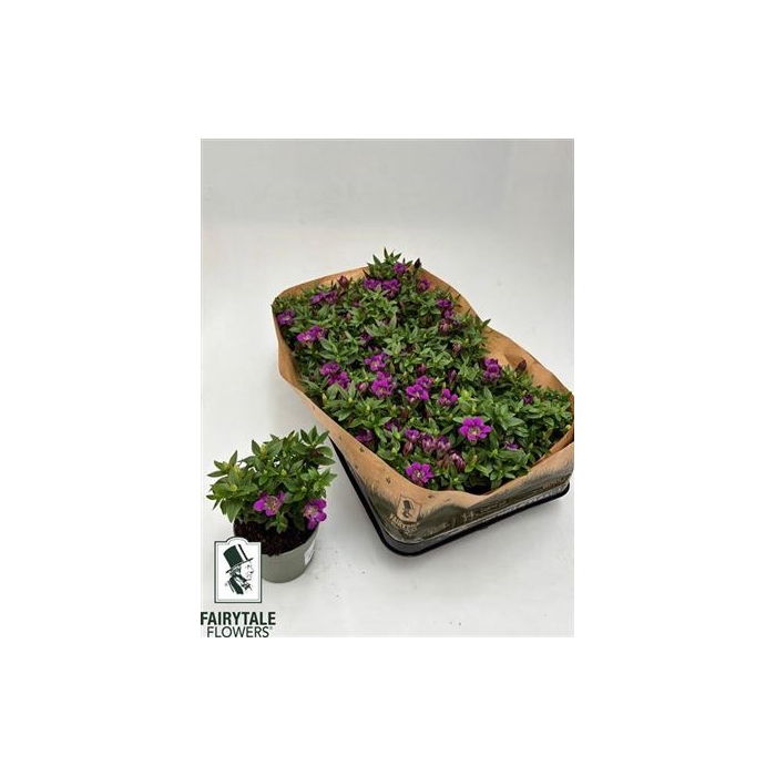 <h4>Gent R D Pink Star</h4>