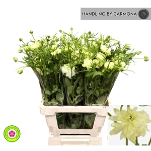 Ranunculus Moderna Galaxy