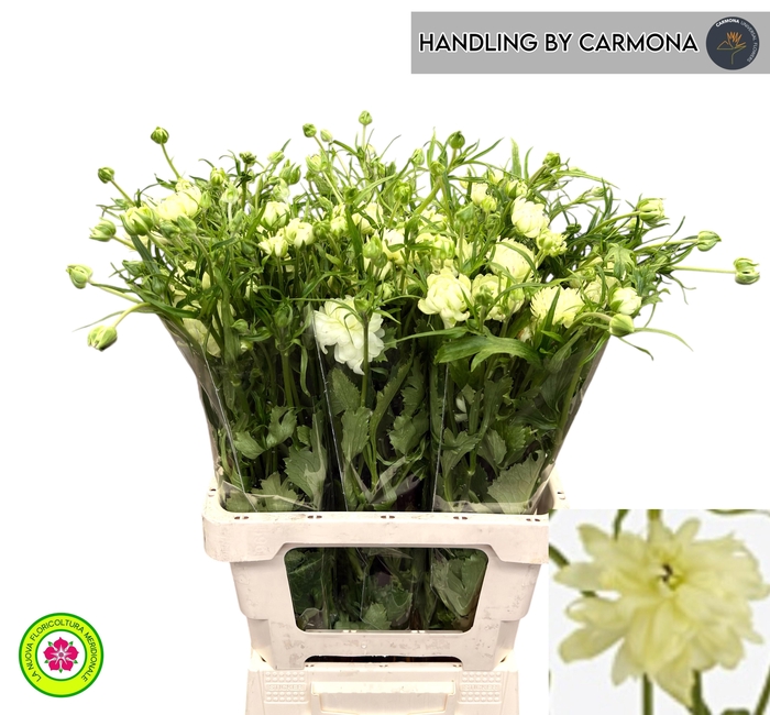 <h4>Ranunculus Moderna Galaxy</h4>