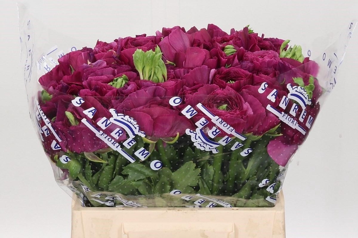 <h4>Ranunculus Clooney Sherry Extra</h4>