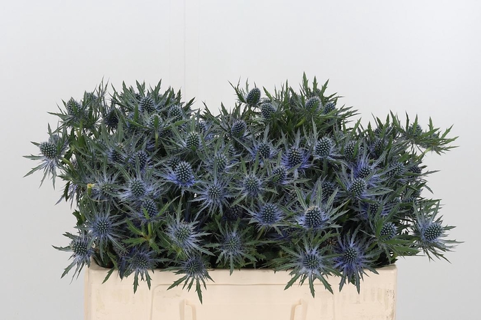 <h4>Eryn Orion Qstar</h4>