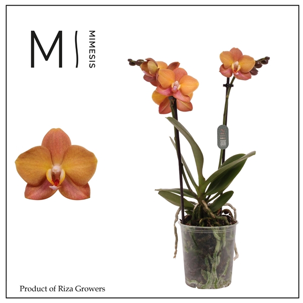 <h4>Mimesis Phal. Macau - 2 spike 9cm</h4>