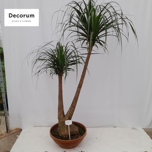 Beaucarnea vertakt op nummer 14