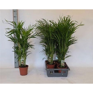 Dypsis Lutescens 20pp