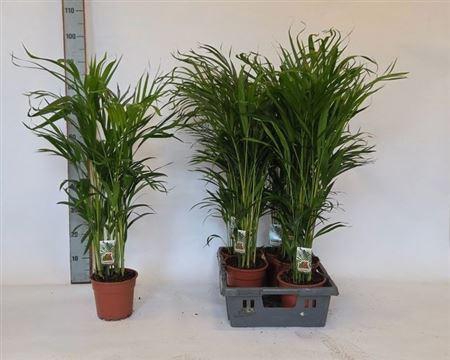 <h4>Dypsis Lutescens 20pp</h4>
