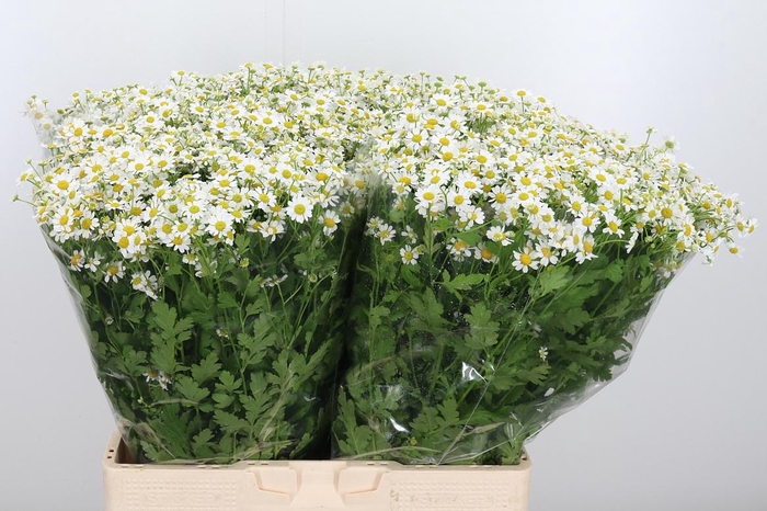 <h4>Tanacetum Pa Single Vegmo</h4>