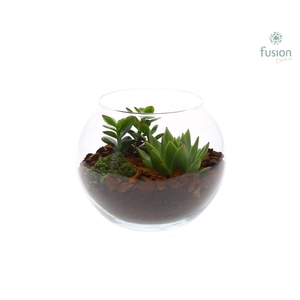 Glas Vissenkom met succulenten