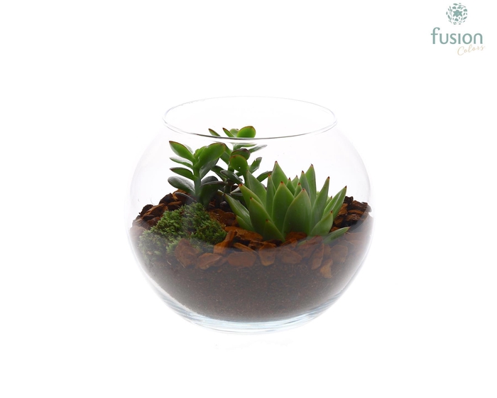<h4>Glas Vissenkom met succulenten</h4>