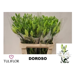 LI LA DOROSO