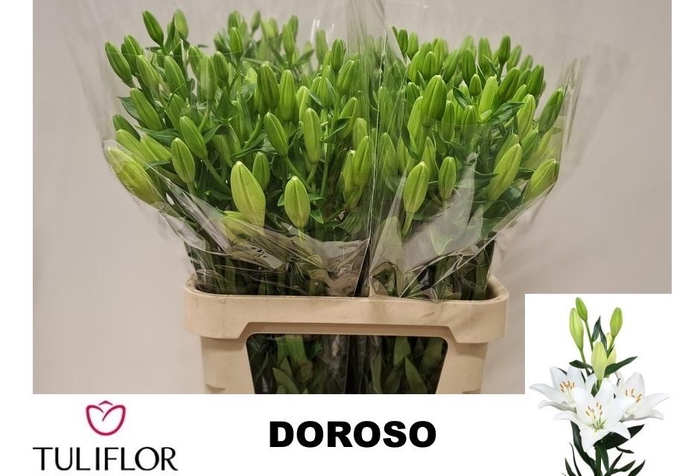 <h4>LI LA DOROSO</h4>