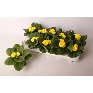 Primula Double Queen Yellow