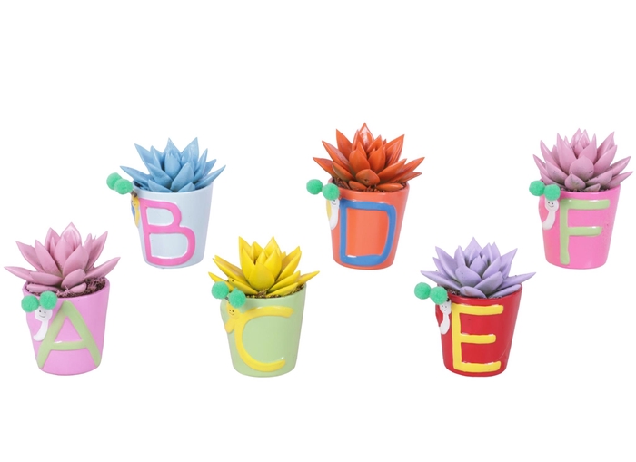 <h4>Thank you Teacher Arr. Succulent Ceramic Pot ABC Ø07cm 1PP</h4>