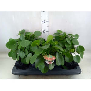 Pilea peperomoides