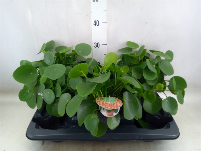 <h4>Pilea peperomoides</h4>