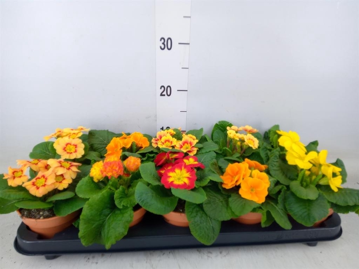 <h4>Primula ac.   ...</h4>