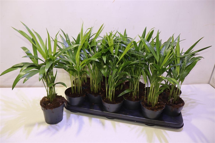 <h4>arr8 Dypsis Lutescens</h4>