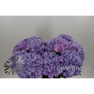 Hydrangea royal benefit