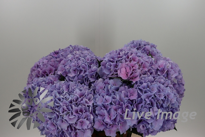 <h4>Hydrangea royal benefit</h4>