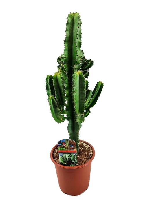 <h4>Euphorbia eritrea</h4>