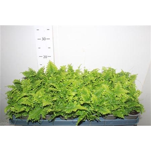 Nephr Ex Green Momen